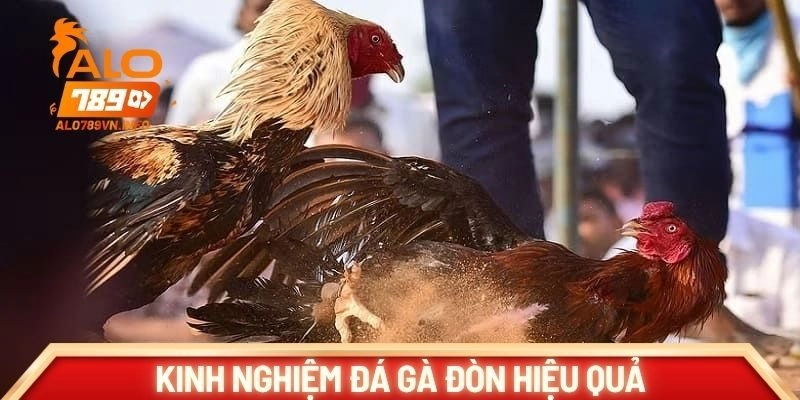 Kinh nghiệm đá gà hiệu quả cho người mới bắt đầu